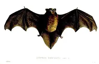 Chalinolobus tuberculatus