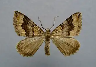 Scotopteryx coelinaria