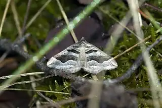 Scotopteryx peribolata