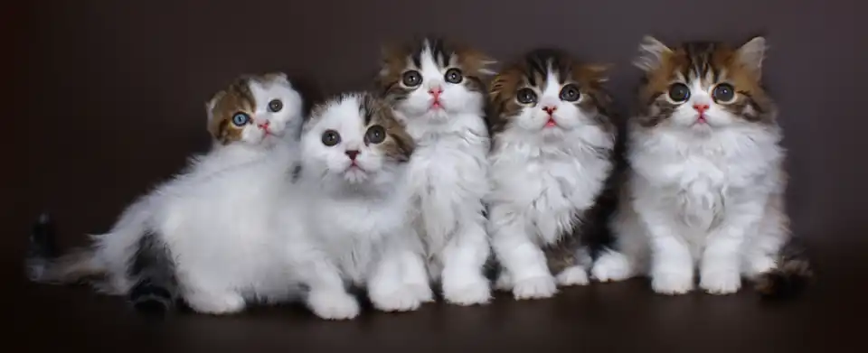 Nestje van Schotse vouwoor en straight (rechte oren) kittens met een tweekleurige vacht bestaande uit zwart cyper en wit