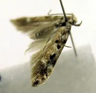 Scrobipalpa bryophiloides