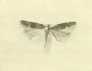 Scrobipalpa feralella