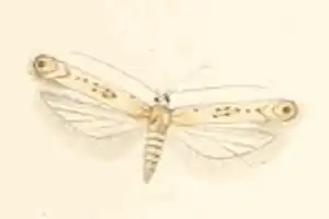 Scrobipalpa halymella