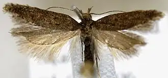 Scrobipalpa pauperella