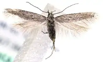 Scrobipalpula diffluella