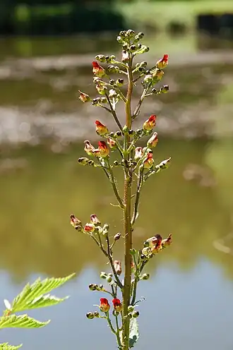 Scrophulariales