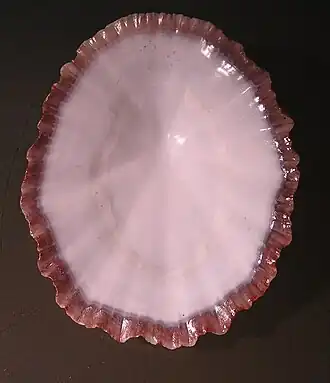 Scutellastra tabularis