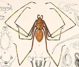 Scytodes longipes