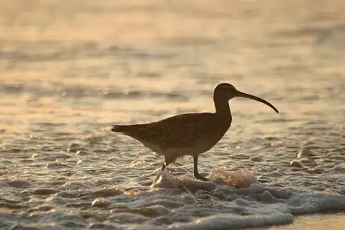 Amerikaanse ondersoort bij Acapulco.