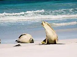 Two Australian Sea Lions on a beach