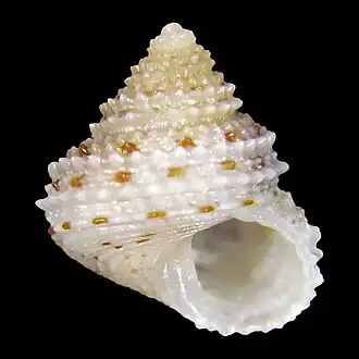 Calliostoma guphili