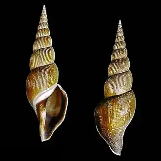 Calliotectum egregium