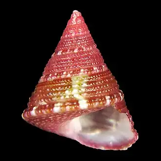 Jujubinus geographicus