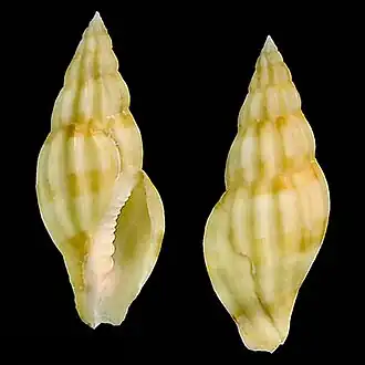 Lyria (Plicolyria) boucheti