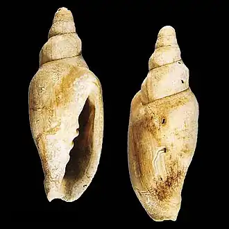 Notovoluta hoskensae