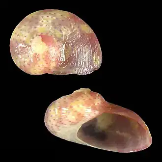Stomatella monteiroi