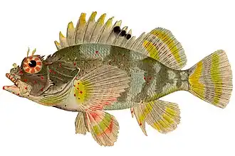 Sebastapistes ballieui