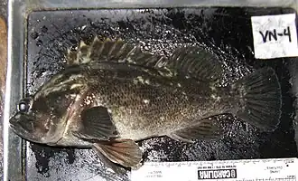 Sebastes rastrelliger