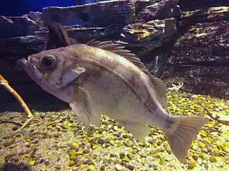 Sebastes thompsoni