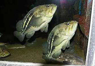 Sebastes trivittatus