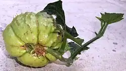 Viviparie bij chayote  (Sechium edule)