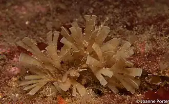 Securiflustra securifrons