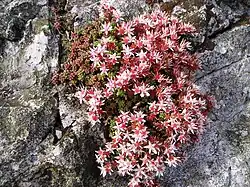 Sedum anglicum