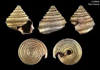 Seguenzia stegastris