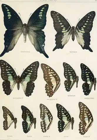 Graphium mendana