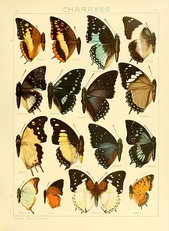 Charaxes kahldeni