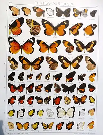 Micropentila alberta