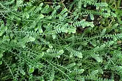 Selaginella apoda, een verwante van de wolfsklauwen