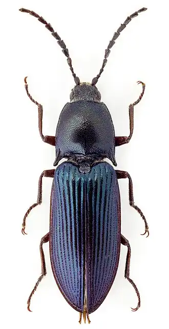 Selatosomus melancholicus