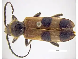 Semanotus sinoauster