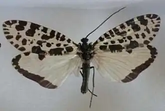 Semblis phalaenoides