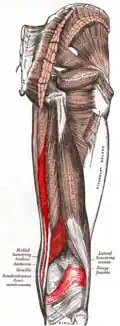 Musculus semimembranosus