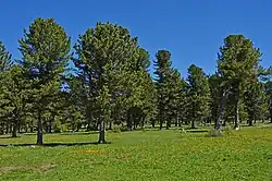 Een boomweide met Siberische den.