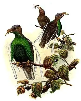 Wallace' paradijsvogel(Semioptera wallacei)