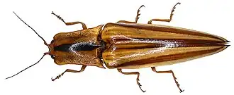 Semiotus serraticornis