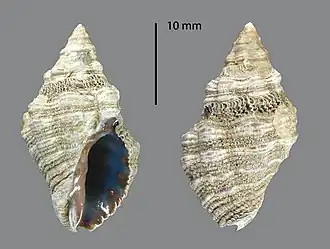 Semiricinula muricoides