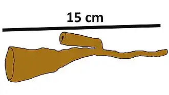Semisuberites cribrosa