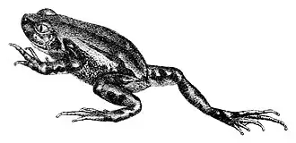 Semnodactylus wealii