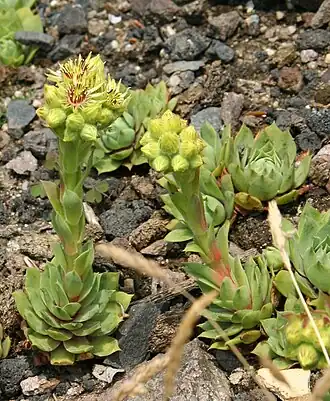 Sempervivum wulfenii