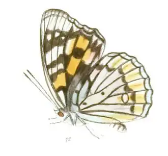 Sephisa dichroa