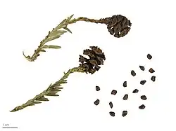 Vrouwelijke kegels met zaadjes