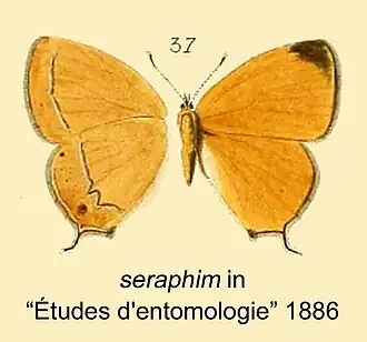 Gonerilia seraphim