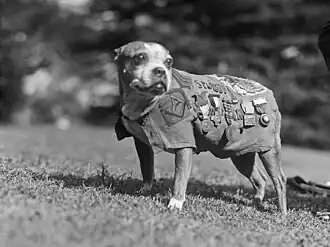 Sergeant Stubby