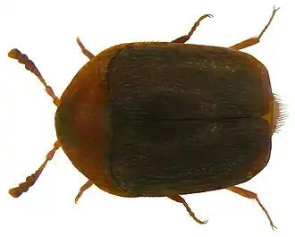 Sericoderus lateralis