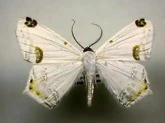 Sericoptera mahometaria