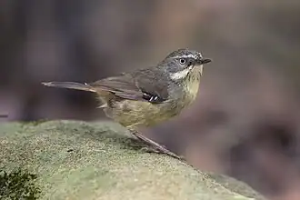 Oostelijke witbrauwstruiksluiper